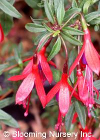 Fuchsia microphylla 'Isis'